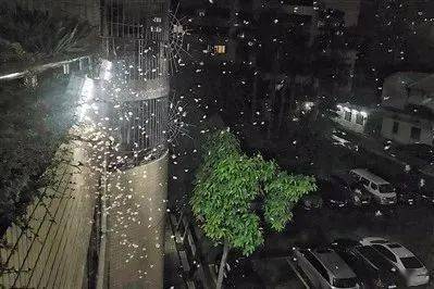 一定的影响闯进了大家的生活中长翅膀的虫子——飞蚁(也叫大水蚁)一群