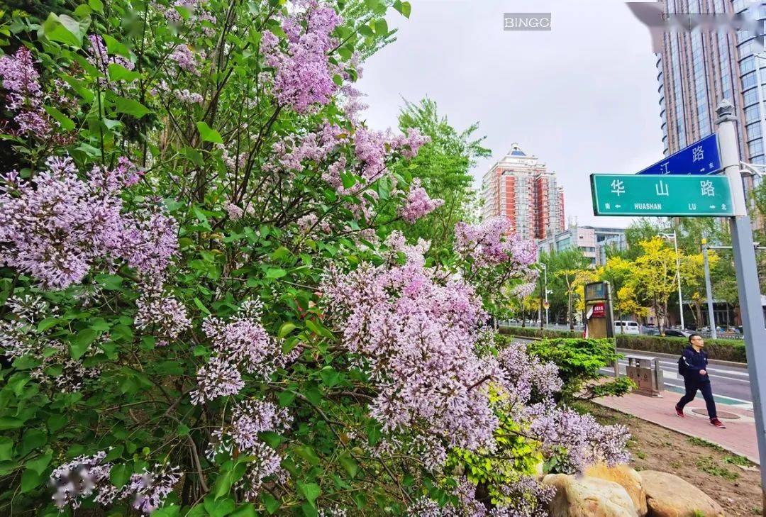 丁香花是哪里的市花(丁香花是哪个城市的市花)