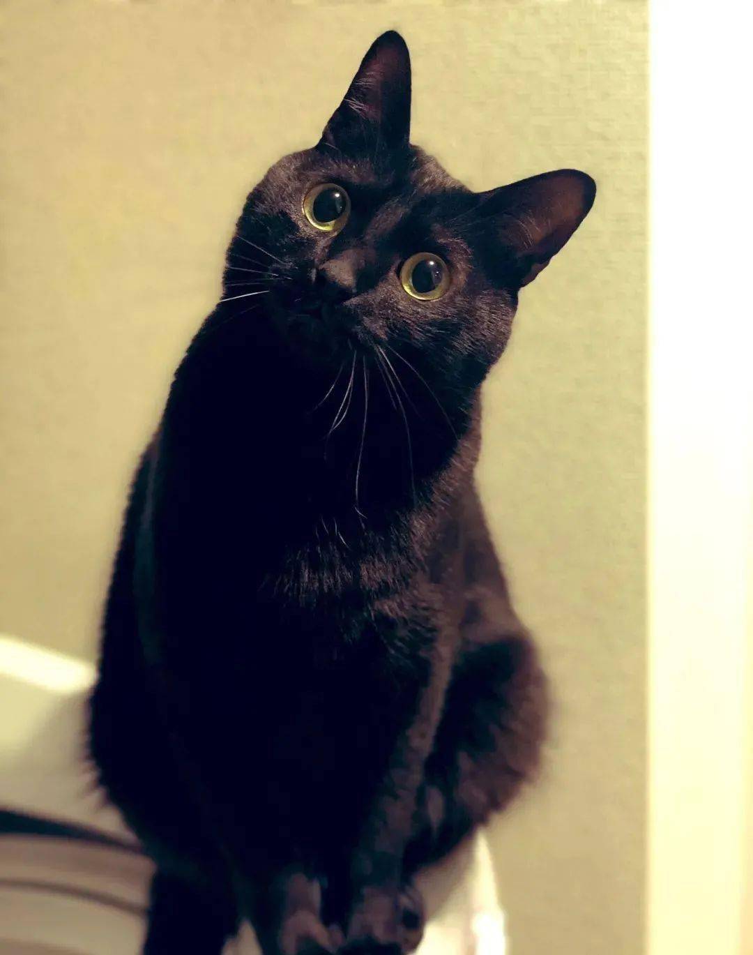 妹子收养的煤球猫成了粘人精小小脑袋里全是对人类的好奇