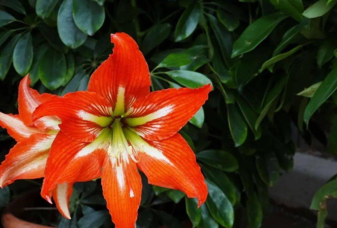 花红更是招人爱花朵硕大红艳叶翠的朱顶红养一养便能成为极品