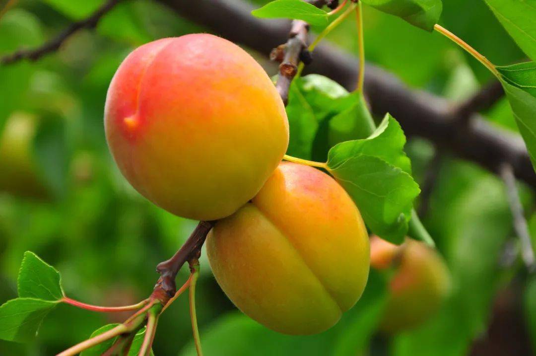 恳请助力杏农!_杏子_口感_水果