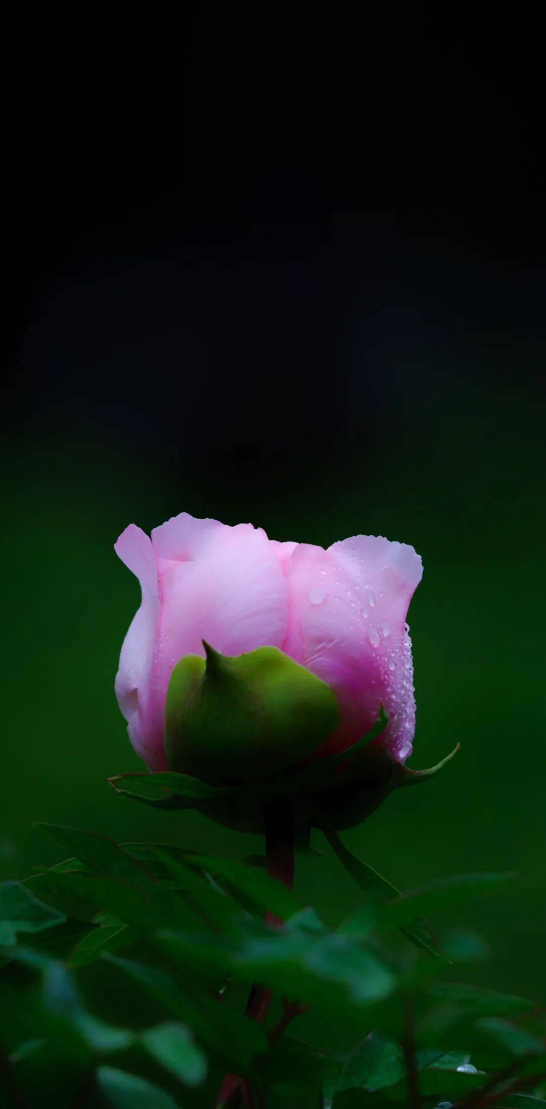 静态摄影大赛参赛作品_永诺_mm_主机