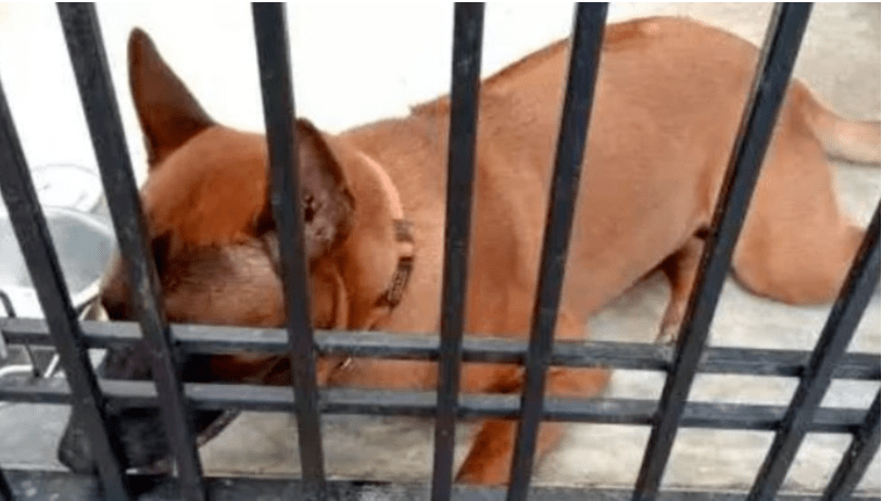 疑肌无力症发作倒地,泰国女子惨遭狗咬死_tangmo_电话_热线