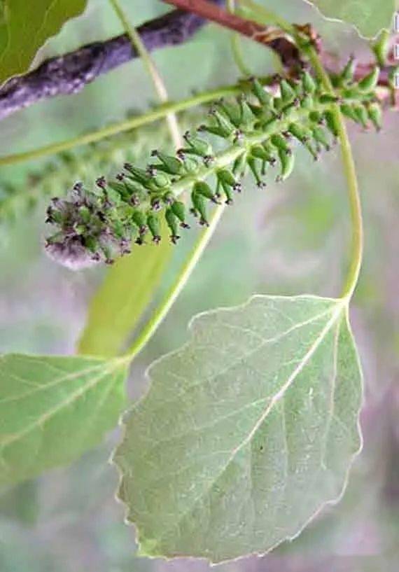泰山木本植物科普山杨