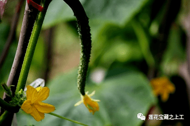 立夏之三侯王瓜生