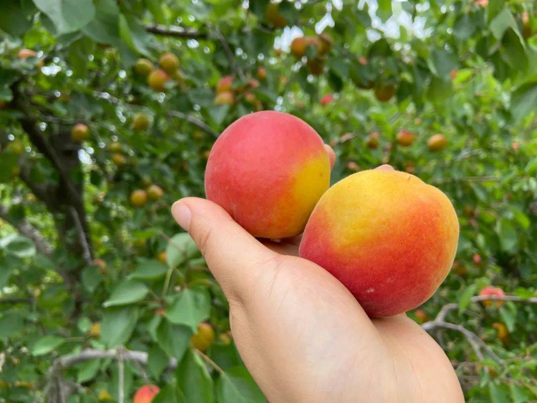 陕西大荔胭脂红杏成熟上市尝鲜20天仅189元箱包邮恳请助力杏农