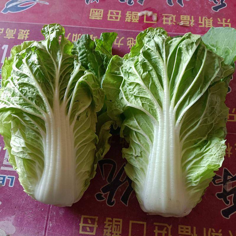 夏季可用的特早熟耐热大白菜,55-60天可收!可耐36℃左右高温