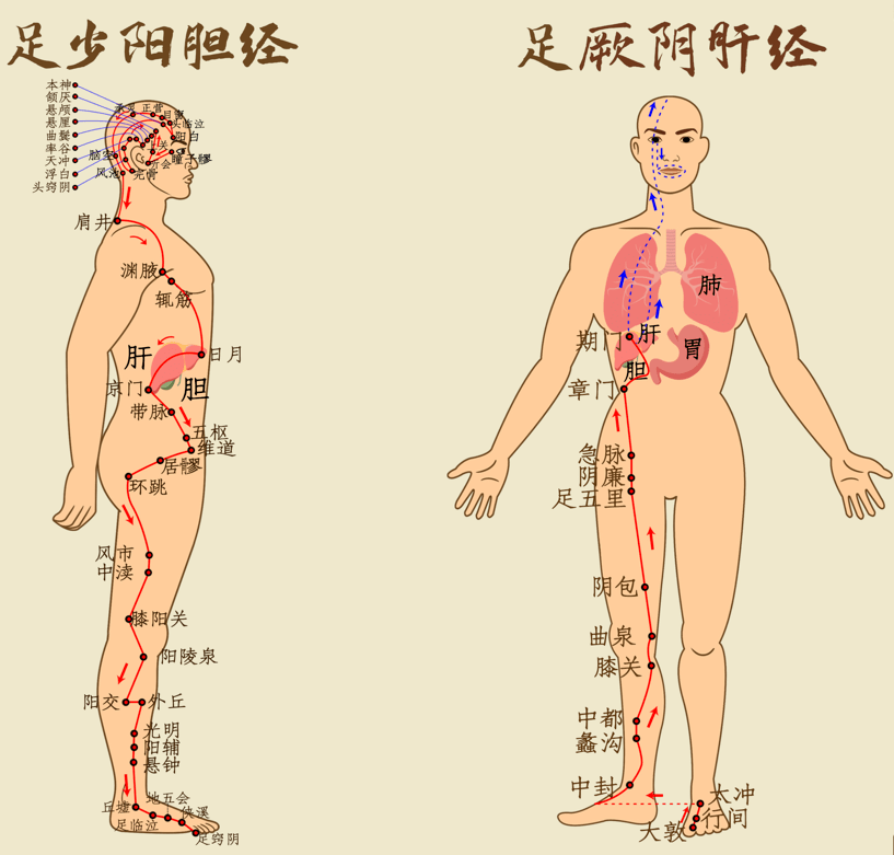 大腿上的肝经和脾经图图片