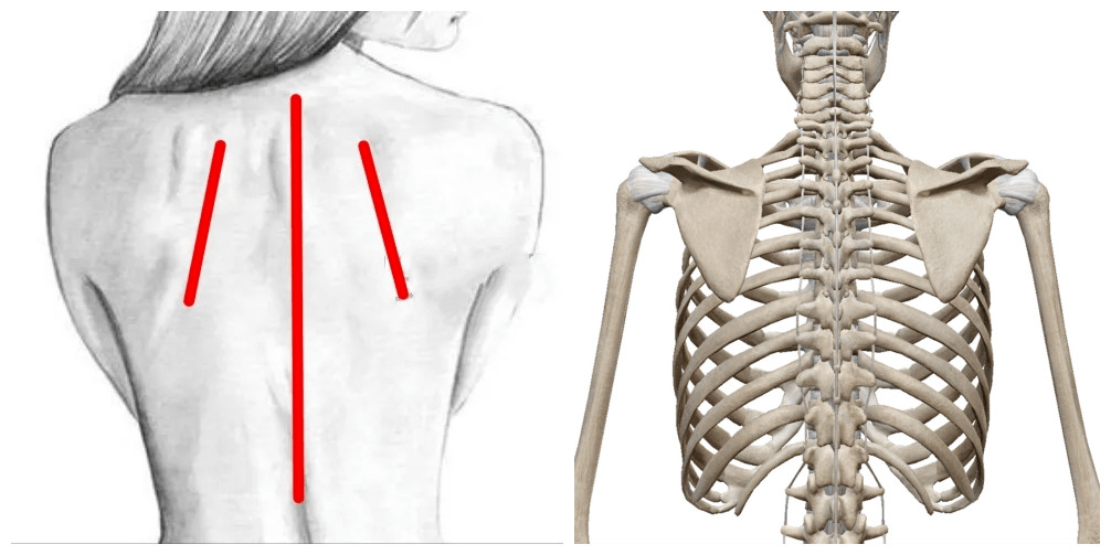 肩胛骨距离身体中线的位置正常范围大致为3个指头的宽度,超过这个范围