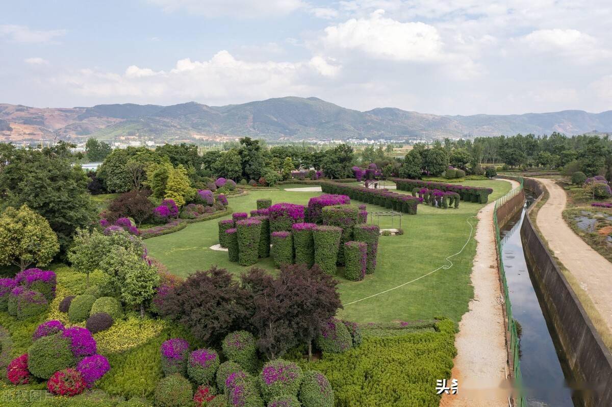 云南宜良花卉种植基地图片