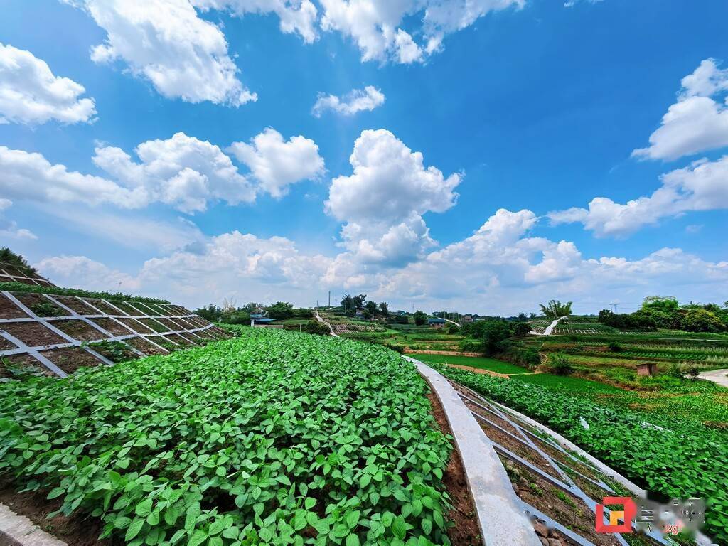 富顺县怀德镇打造全县规模最大的大豆净作示范片