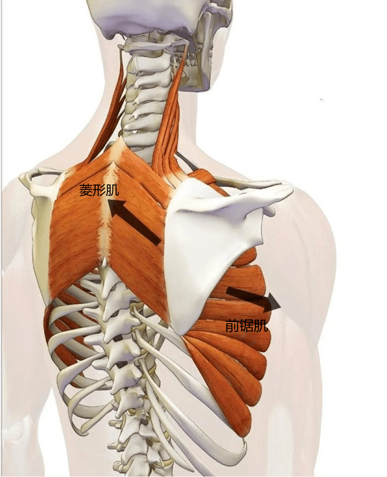 前锯肌在功能上是相互拮抗的,这种拮抗关系对于固定肩胛骨的位置非常
