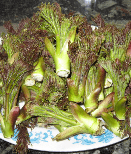 这个季节这些野菜你都吃过了么