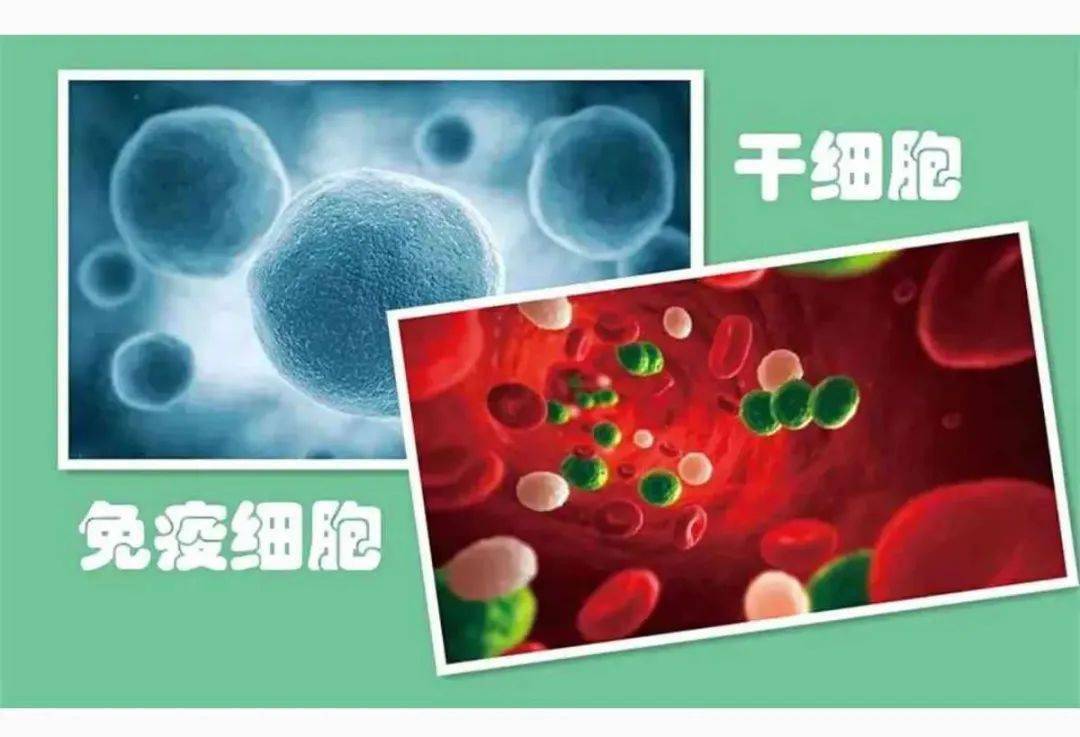 干细胞研究过程_干细胞研究方向_干细胞研究所