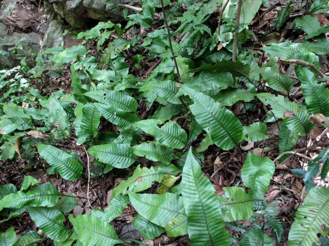 四明山龍觀首現珍稀蘭科植物杜鵑蘭