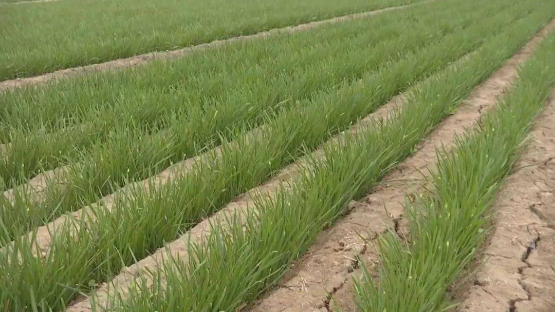 初夏时节,走进民勤县蔡旗镇官沟村,绿油油的韭菜田成片相连,一垄垄