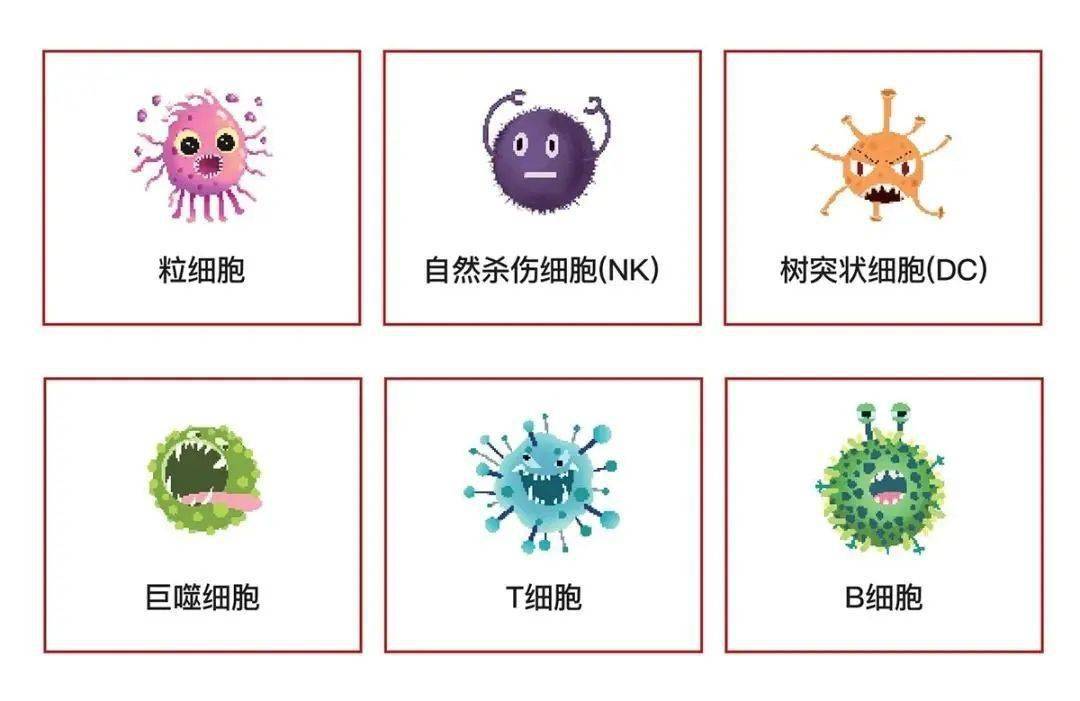 nk細胞是我們人體骨髓中不可或缺的先天性免疫細胞,它可以直接清除