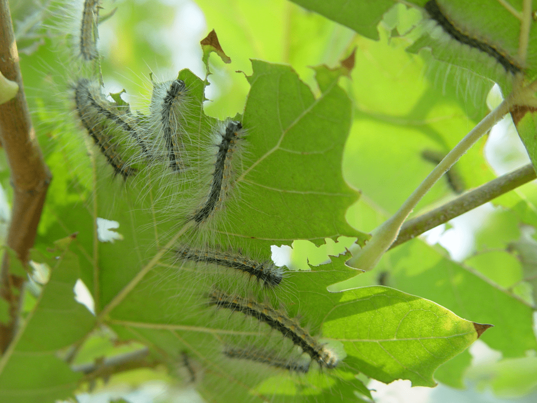 林业科普知识 ▏美国白蛾识别与防治_幼虫_mm_危害