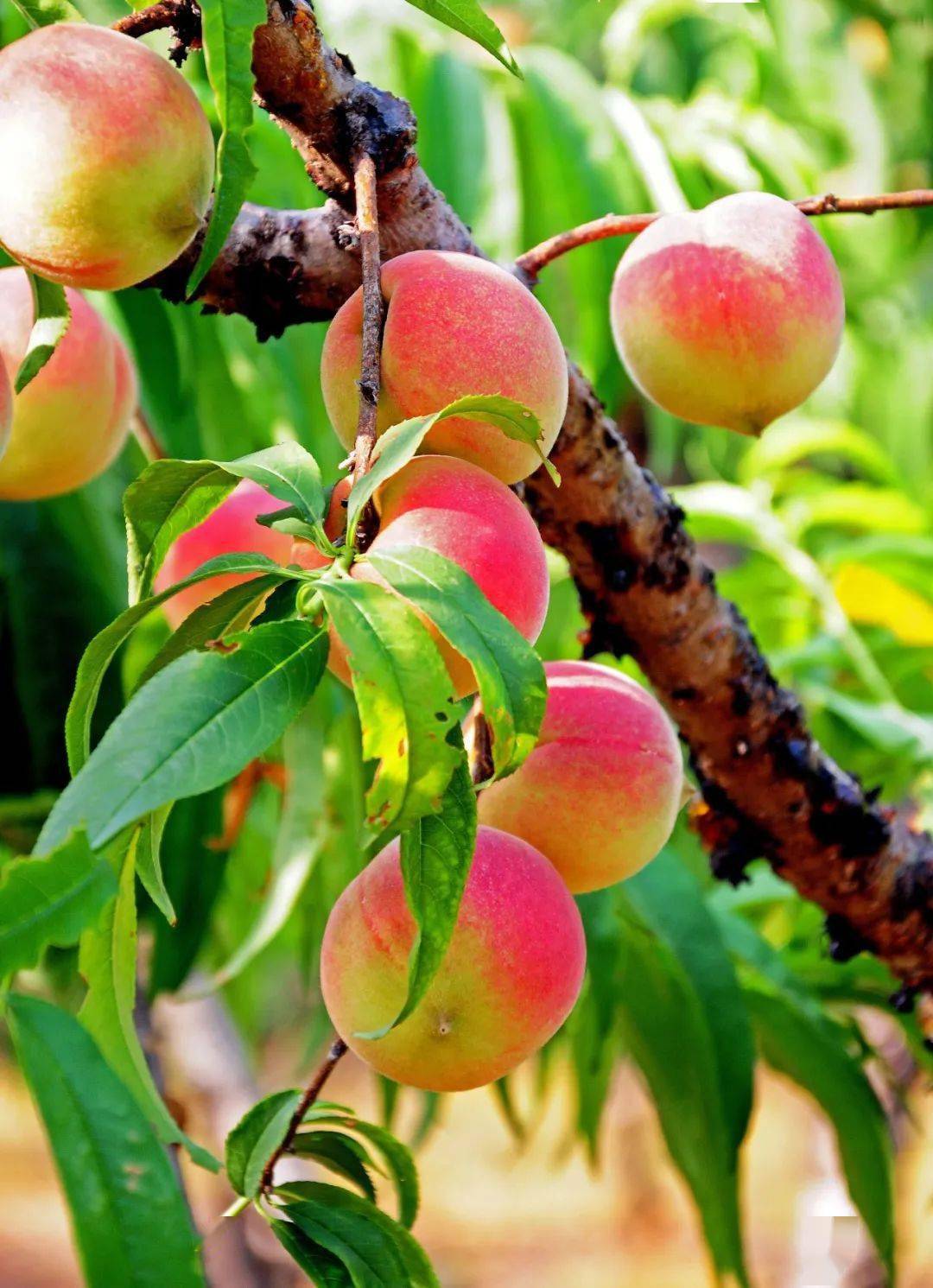 爆款游山玩水打卡广州火焰山游逛溪头村夏日玩水摘桃子1天活动