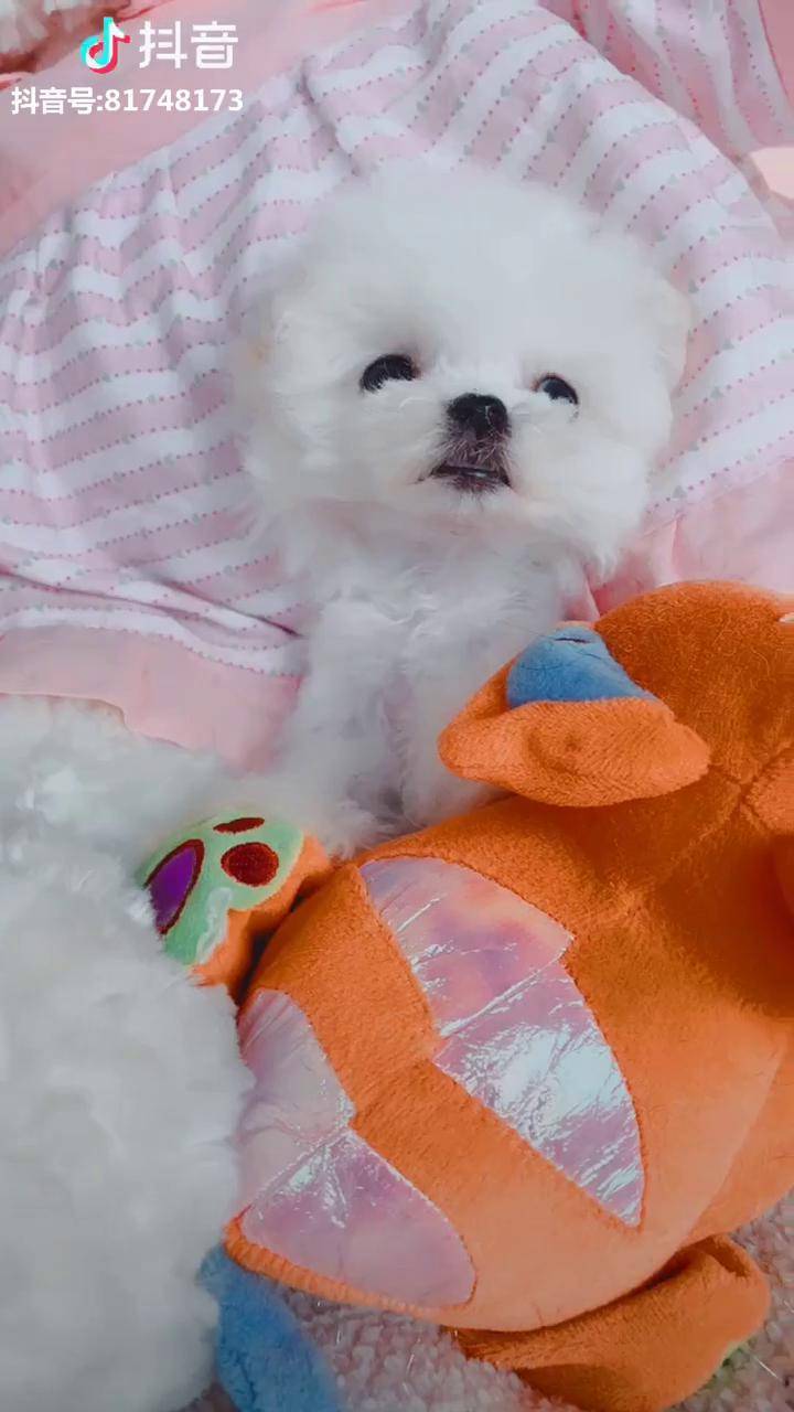 可爱的小了白了兔