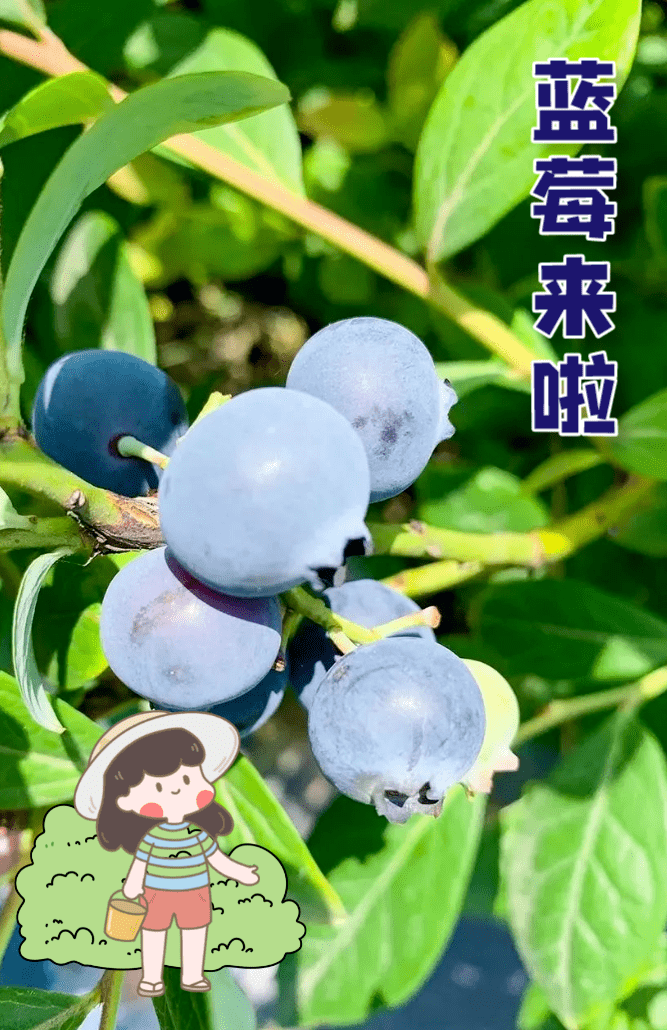 怎能“莓”有你！无锡这个蓝莓基地5月20日开园，周末约起来！