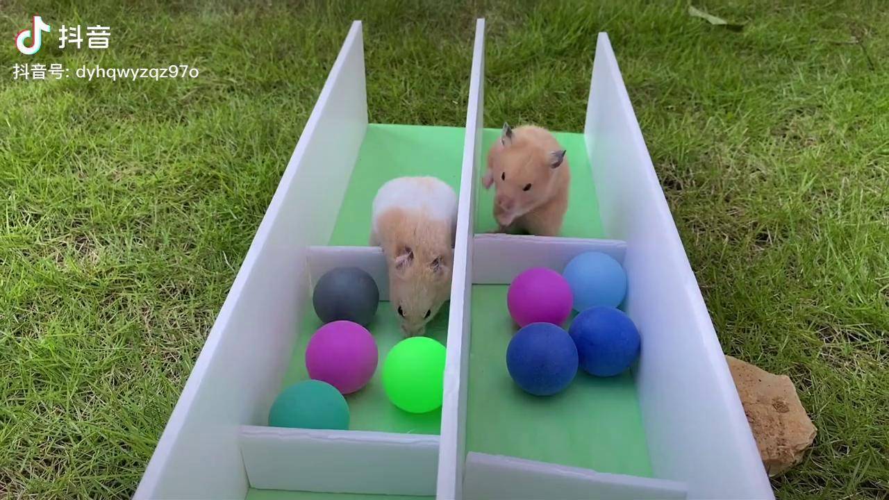 两只小仓鼠参加奥运会跑步比赛谁得第一名仓鼠