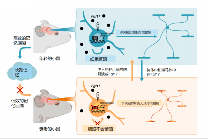 为了更好地了解年轻脑脊髓液对老化小鼠记忆功能的改善,研究人员从
