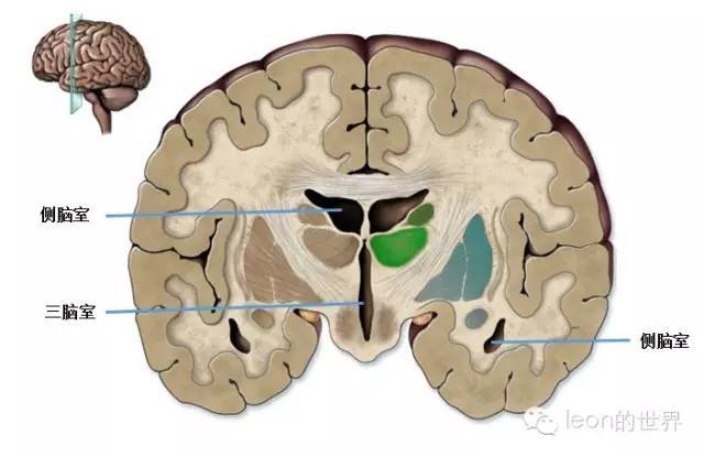 過目不忘的腦室解剖圖譜_中腦_下丘腦_異議