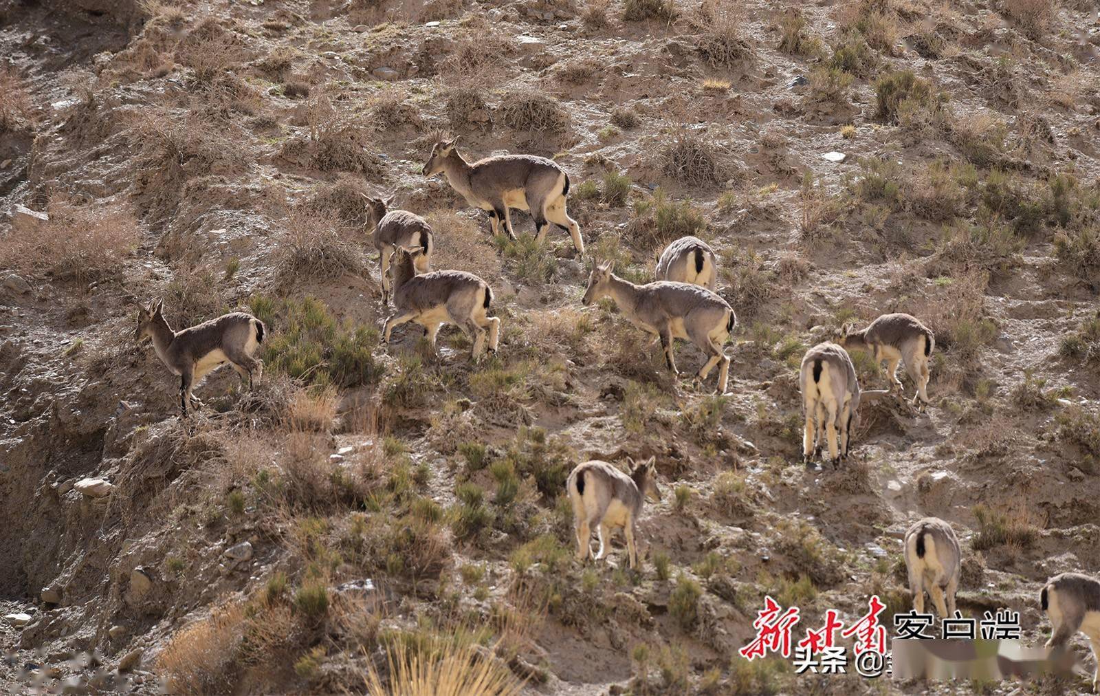 阿克塞县境内的阿尔金山腹地成群的国家二级野生保护动物岩羊正在觅食