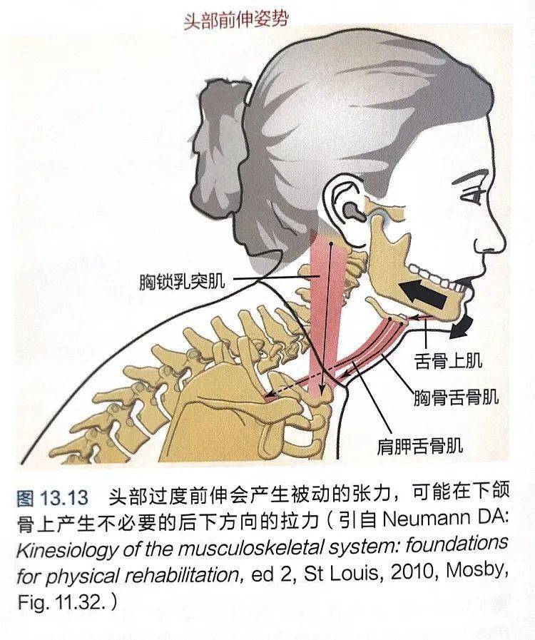 关节_肌肉_下颌