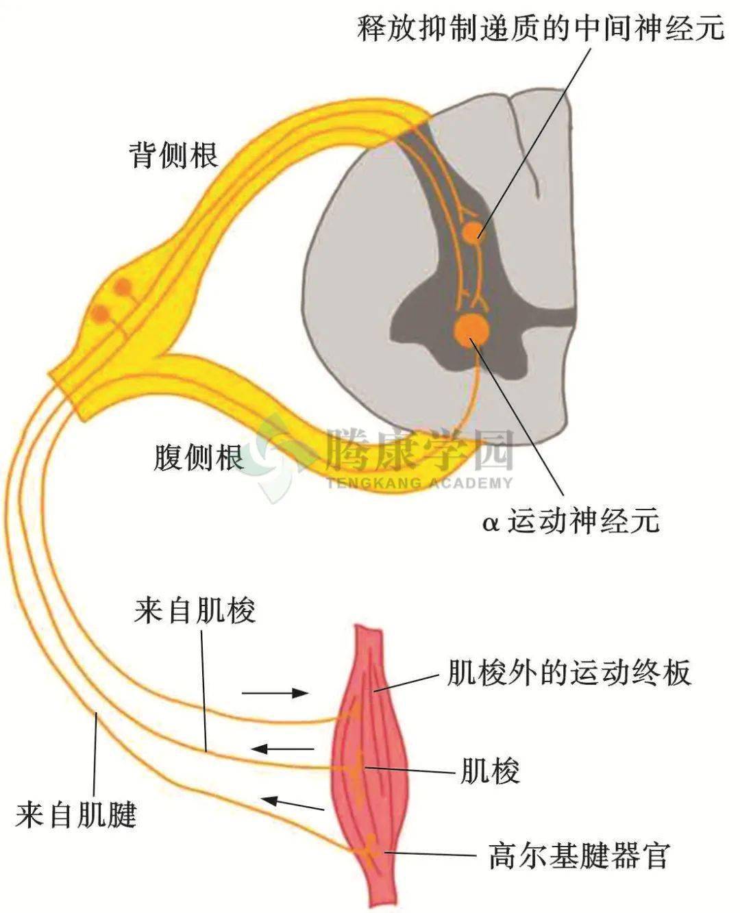 信号传入脊髓背角,并通过脊髓前角发出支配梭外肌的α运动神经纤维
