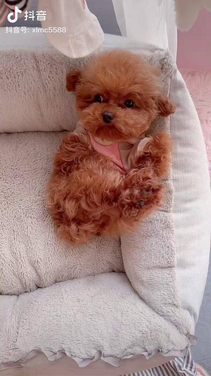 萌宠超小体泰迪宠物美容师茶杯犬飞耳泰迪可可爱爱泰迪宝宝