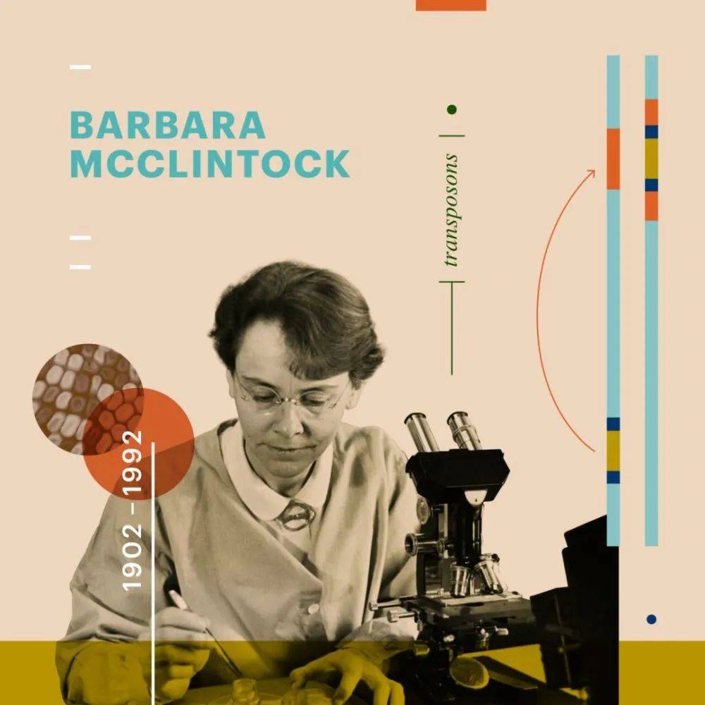 芭芭拉·麦克林托克是玉米细胞遗传学发展的领导者