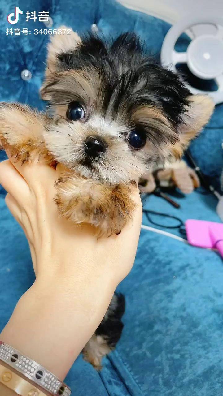 宝宝的眼睛大还是5毛钱的硬币大茶杯犬约克夏萌宠