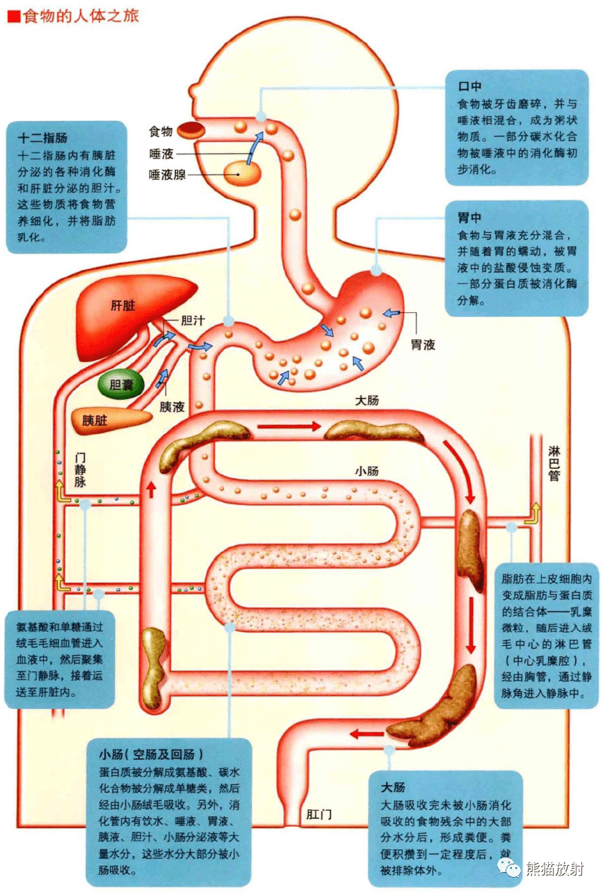 3d解剖丨消化,呼吸,泌尿系统