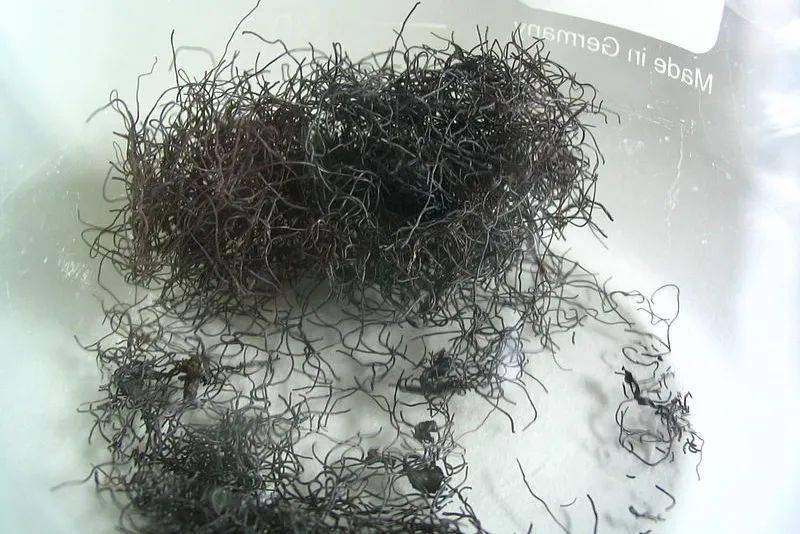 念珠藻 来自搜狐网
