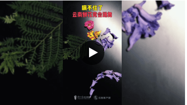 中国旅游日特别策划丨瞒不住了！云南的鲜花竟然会跳孔雀舞