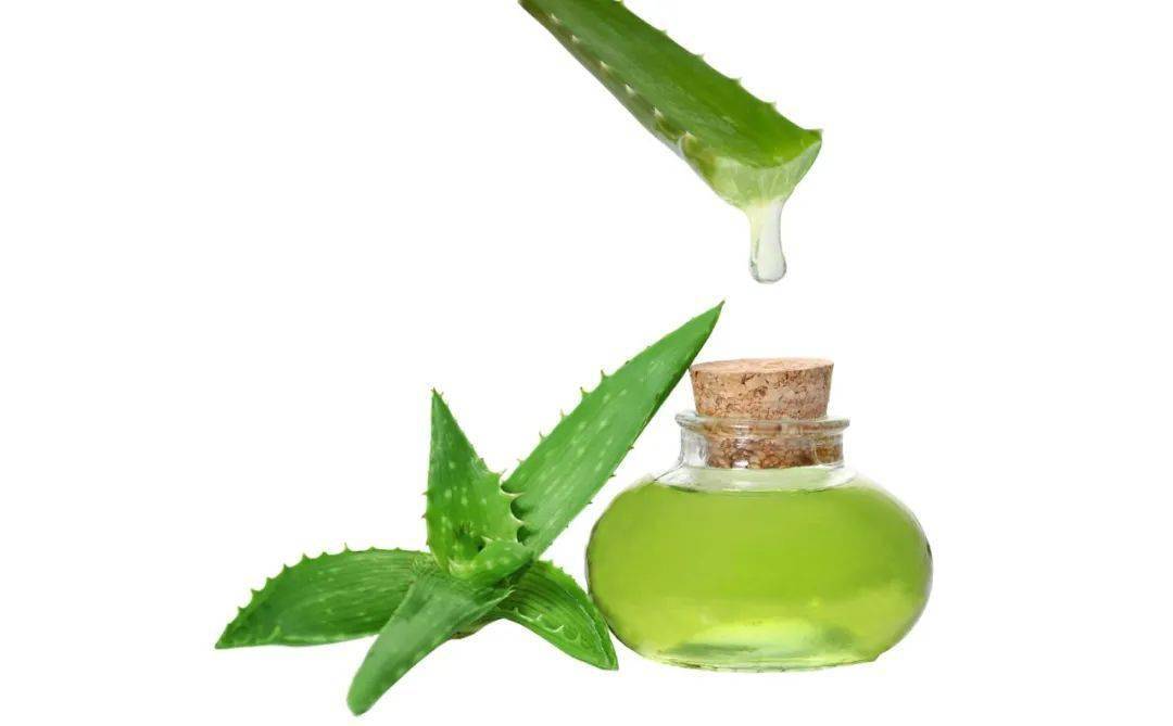 治愈系植物芦荟的治愈力从何而来?_皮肤_人体_氨基酸