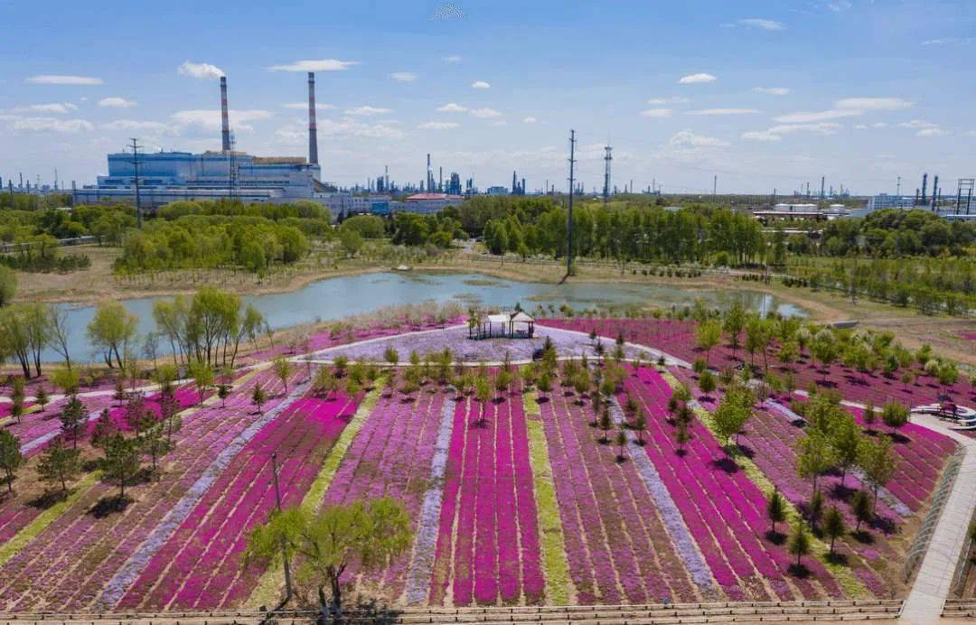 正是最佳觀賞期位於大慶油田碳中和生態園裡的芝櫻花