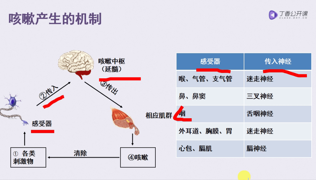 图源:丁香公开课《儿科用药》课程截图另外,咳嗽变异性哮喘的诊断标准