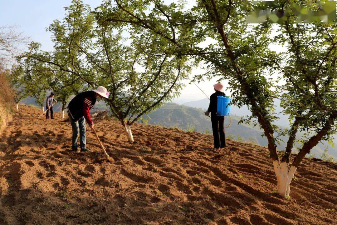 聚焦三城五地推进十大行动雷王山下织锦绣礼县雷王乡推进经济社会高