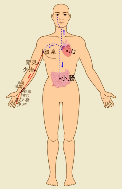 五脏最喜欢的养生动作 经常做五脏保平安 经络 腹部 人体
