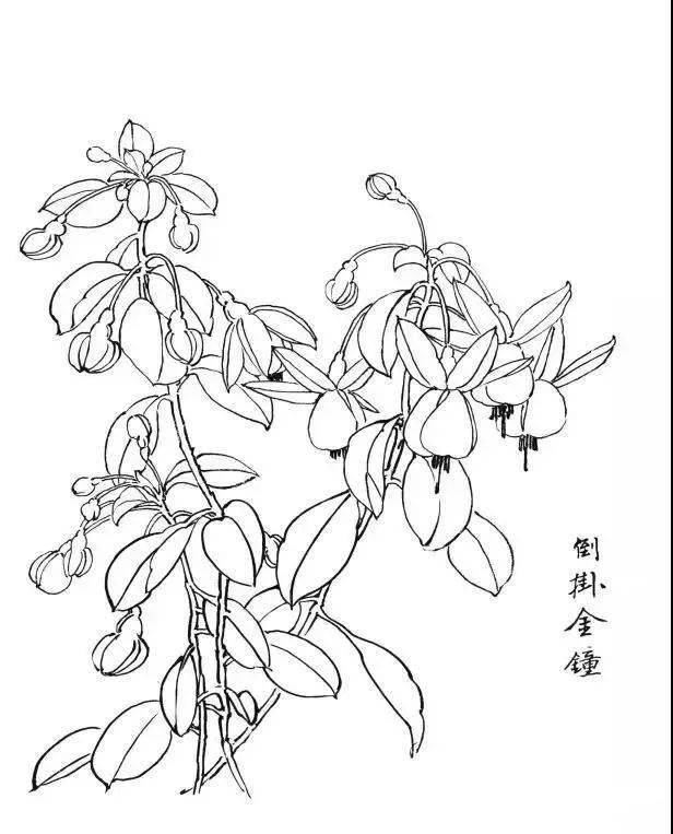 一組白描花卉30圖結構簡單入門學習極好