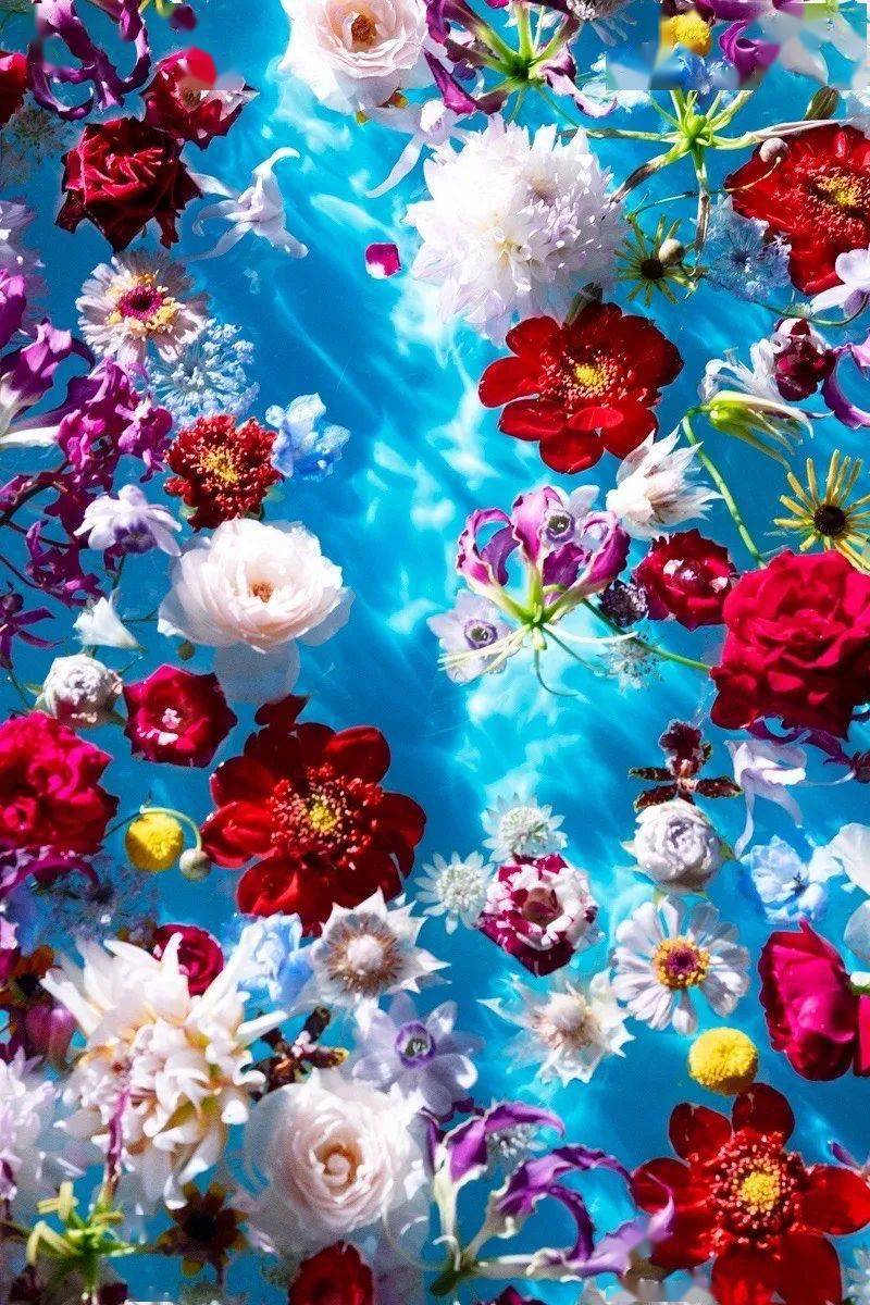 520 | 爱与喜悦_蜷川实花_作品集_个展