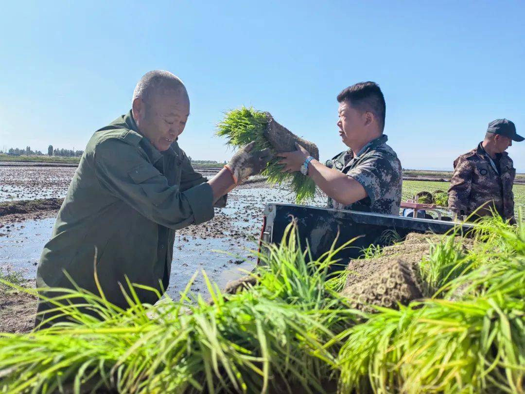 芳草湖农场水稻插秧正当时