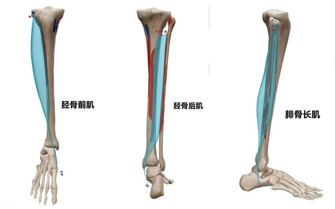 (3)腓骨长肌,起自腓骨外侧面经外踝后方转向前,绕至足底,斜行向足内侧