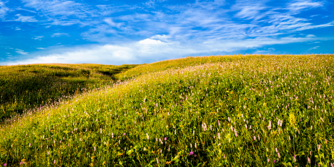 保护生物多样性不懈保护连年修复云上花园为民造福历山舜王坪生态修复