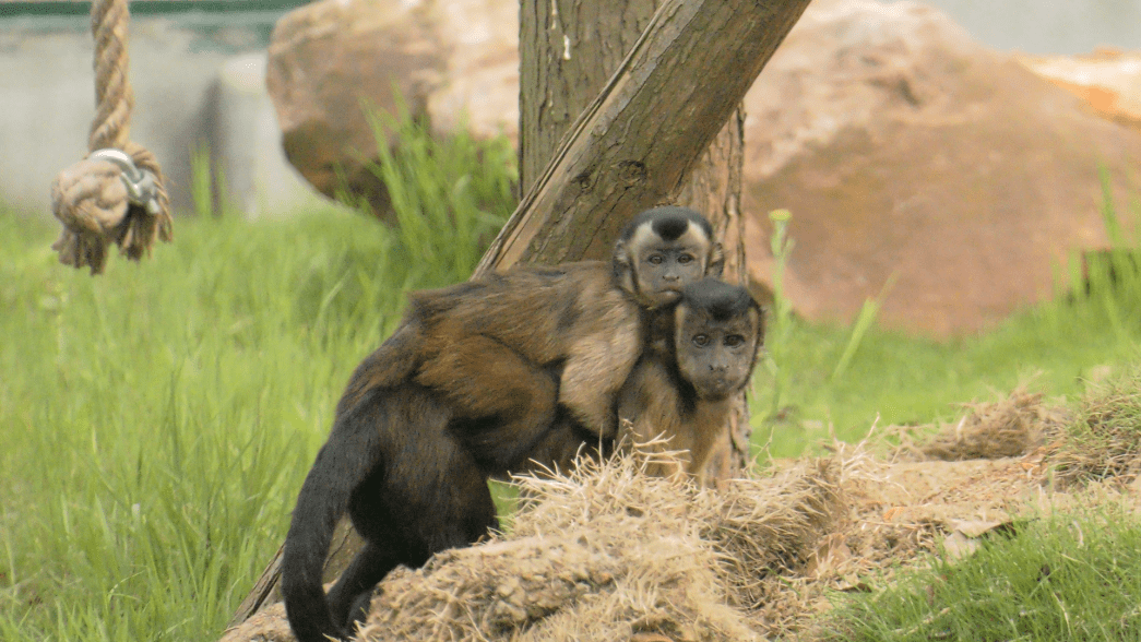 更有趣的是,国字脸猴小猴子天生拥有桃子头发型,像极了家里的宝宝