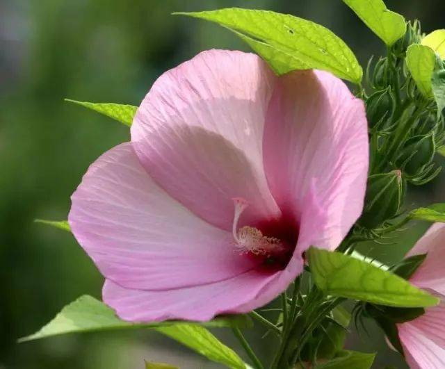 大花芙蓉葵_粉红色_叶腋_叶大