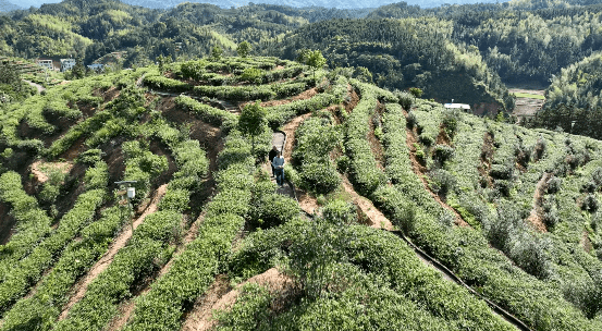 国际茶日福建茶为何又出圈
